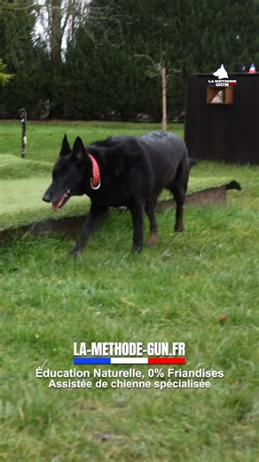 Quand l’enseignement des codes canins est authentique, il traverse l’image et atteint l’émotion, parce qu’il parle le langage du vivant. | La Méthode Gun