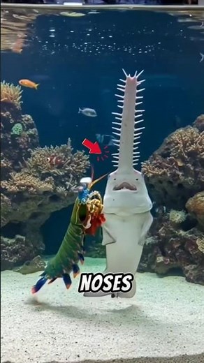 Top 3 Animal Noses That Should NOT Exist 😳 | Wait till you see number one! #HiddenWild