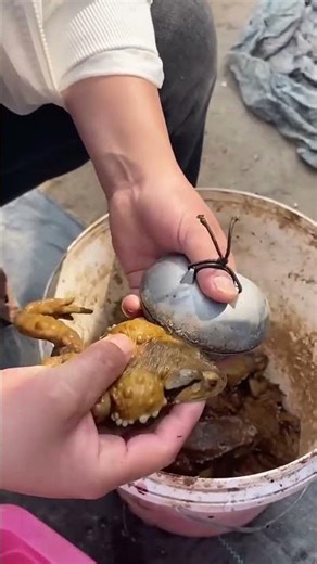 Amazing collection process of toad venom