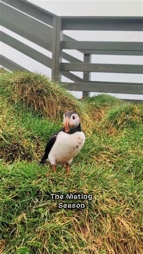 How to See Puffins in Iceland: Borgarfjarðarhöfn Guide (East Iceland)