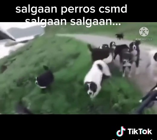 Salgan Perros CSM - Video Original