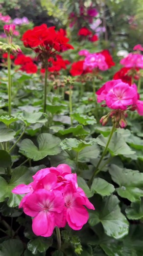 Cómo enraizar plantas fáciles: consejos y cuidados básicos