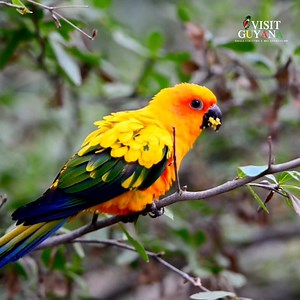 Meet the Sun Parakeet, found in Karasabai village. This is a protected species in Guyana. #visitguyana #tourism #travel #southamerica #guyana #sunparakeet | Visit Guyana