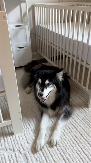 17M views · 344K reactions | my husky can’t wait to become a big brother 凉#husky #huskies #cutedogs #dogsandbabies | Levi the Husky Rescue | Facebook