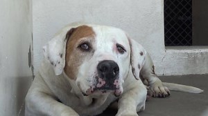 5.7K views · 117 reactions | ADOPTED - moved to SAFE Album on 07/16...