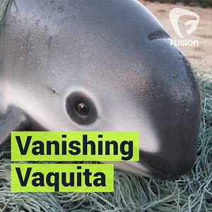The vaquita, the world’s rarest marine mammal, is on the brink of extinction. | Project Earth