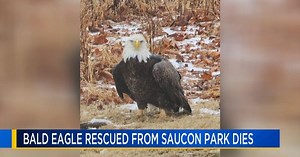 Bald eagle rescued from Northampton Co. park dies at Pocono wildlife center