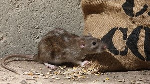 West Milford mayor gives update on 'rodent infestation'