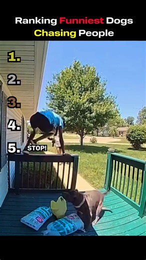 Top Funniest Dogs Chasing People Compilation