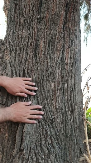 ASMR Tree Massage Deep Bark Scratching & Skin Sounds #ASMR #shorts