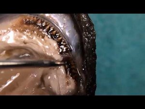 Mussel Dissection