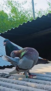 Racing pigeon | Joty's Aviary