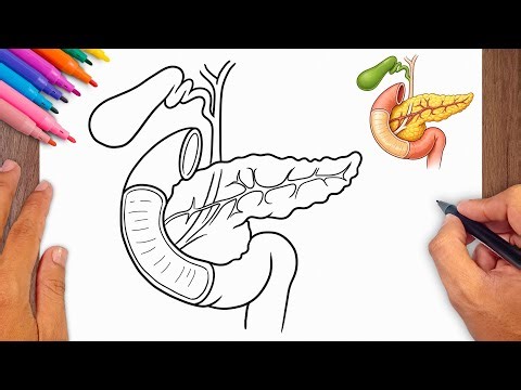 How to draw Pancreas - Easy Drawing for Kids & Beginners