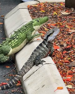 Jacob Collier on Reels