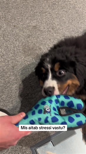 Elli on nunnupall #fyp #eestitiktok #eesti #reporter