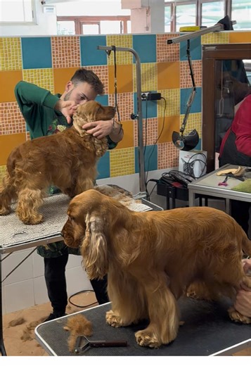 Grooming Tips for Cocker Spaniels: A Complete Guide