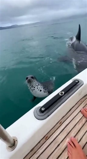The orca is hunting the leopard seal.