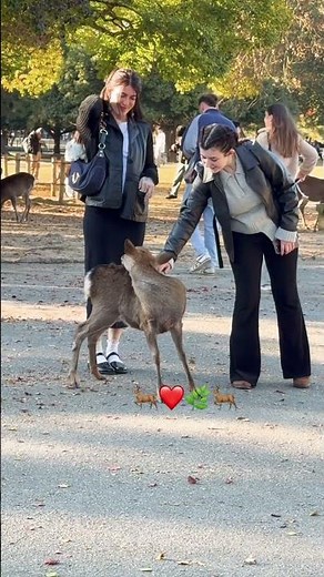 ヨーロッパ人観光客が奈良公園で初めて鹿🦌を見るhappy 💕🕊️