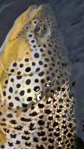 Fishing in Iceland in 2026 #anglersiceland #riverholaa #daytouriniceland #reykjavikdaytour #fishinginiceland #iceland #browntrout #flyfishinglife #fishing #Reykjavik #riversvarta #arcticchar #char #charfishing #riversog #sogriver #flyfishing #browntroutfishing | Anglers.is - Fishing in Iceland