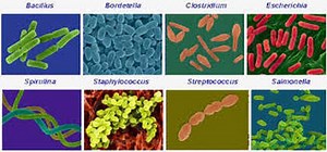 Microbes and Disease