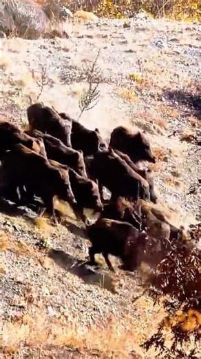 The Wild Boar Made One Move… Then Vanished. #hunting #wildboar #wildlife #bigboar #animals #охота