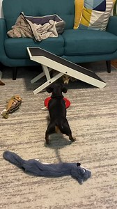 “How cute was Oakley’s quadruple boop on Daphne?” ~ Crusoe | Crusoe the Celebrity Dachshund