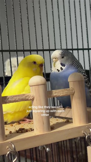 They’re always yelling at each other #budgie #budgiesoftiktok #parakeets