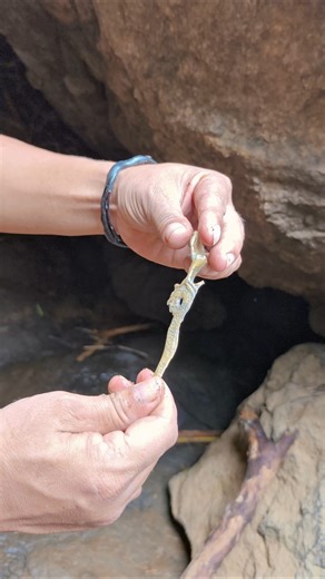 api muncul di bawah batu besar ternyata ada batang kayu Kramat isi pusaka sakti #mistis #viralshort