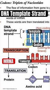 🧬 Template Strand vs Coding Strand (and what is the transcript) #codons #letsgobio