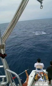 311K views · 54K reactions | Voted the best video of the decade. 3 years ago today ! #throwback #monsterfishing #classic | Mark the Shark's Monster Fishing Charters | Facebook