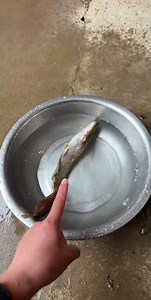 Master the Art of Cooking Frozen Fish at Home