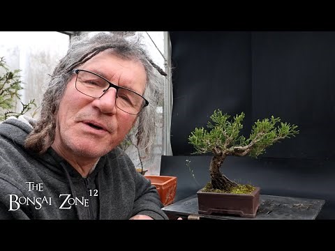 Pruning and Repotting My 12 Dollar Juniper, The Bonsai Zone, March 2025