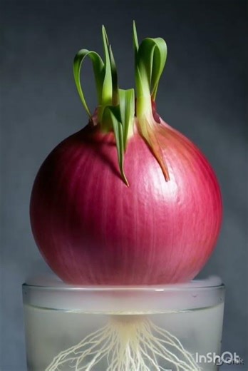 Onion Growing in Water 🌱 | Satisfying Timelapse in 4K