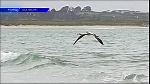 Frankie the flamingo spotted on French beach after escaping from UK sanctuary - WSVN 7News | Miami News, Weather, Sports | Fort Lauderdale