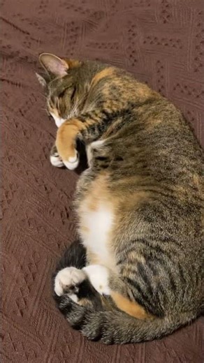 Curl up #kitty #cat #cats #cute #pets #youtubeshorts 🐾 ♥️