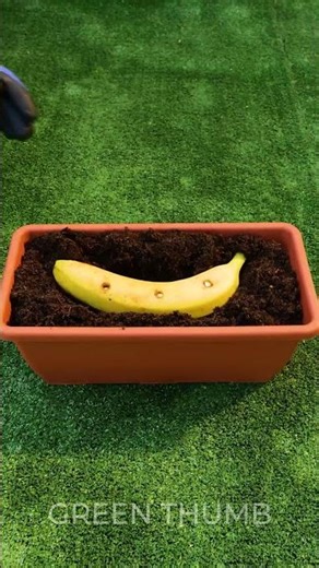 REAL Gardeners Transform Banana Into Powerful Plant Food for a Thriving Garden