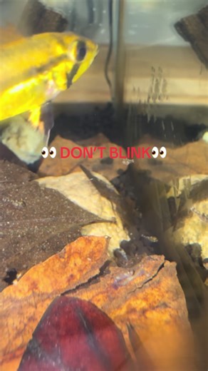 Don’t blink… 👀 You might miss them. Our Super Red Apistogramma just went from eggs ➡️ tiny wrigglers ➡️ barely-visible babies. 🔴🐟 Mom and dad are already on full guard duty while the fry learn to explore the world. Nature is wild… something this small turns into one of the most stunning dwarf cichlids in the hobby. Follow along as they grow! 🔥 #apistogramma #fishbreeding #fishtok #aquariumhobby #fishkeeping