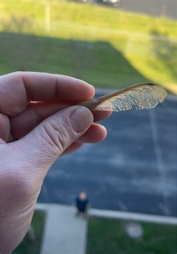 Went up a few stories after finding one of these maple seeds in the ground. Laaaaaame results. #tennessee #spring #helicopter