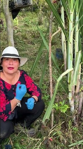 Sugarcane, where panela is made, how to cultivate it