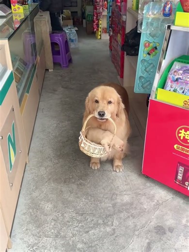 Golden Retriever Trade Balloon for Food #shorts #dogs