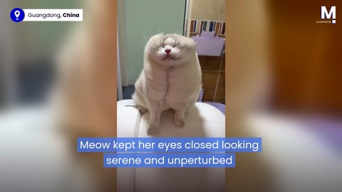 A cat with model-worthy qualities defies Typhoon Ragasa in China