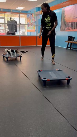 2.4K views · 36 reactions | Basic Marker Mastery pup Milo having a blast learning the place command today! Training doesn’t have to be boring—just ask Milo!#OffLeashK9TrainingFXBG #MarkerMastery #PlaceCommand #HappyTraining #SmartPup #TrainingCanBeFun #MiloTheStar #DogTrainingJourney | Off Leash K9 Training LLC, Fredericksburg | Facebook