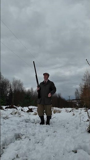 Driven Shooting with Labrador Retriever Gundog #dog