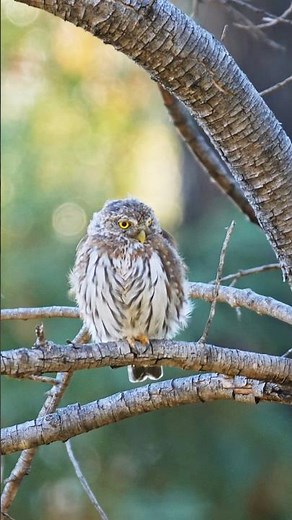 Northern Pygmy Owl surveys its Hunting Grounds #wildlife #wildlifefilmmaking #wildlifephotography