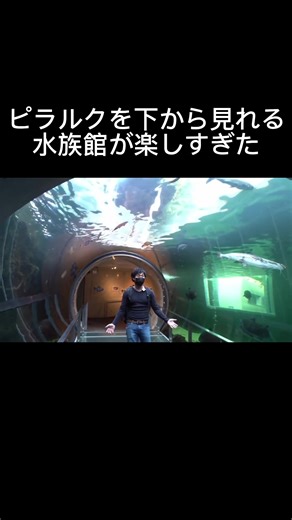 水族館で見るピラルクの魅力