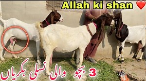 34K views · 2.3K reactions | Kamori Bakriyon Ki Bahar,Lalukhet Bakra Mandi Latest update by swati ❤️ #bakramandi #lalukhetbakramandi #goats #goatmandi #goatfarm #livestockvideo #kamoribakri #goatkids #bakrikebache | Mandi by Swati -Vlogs | Facebook