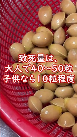 【銀杏の正体】“臭い＆毒”の解説
