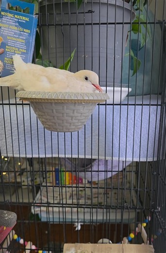 H.P (Higher Power) my white Java dove loves Little Cloud so much..