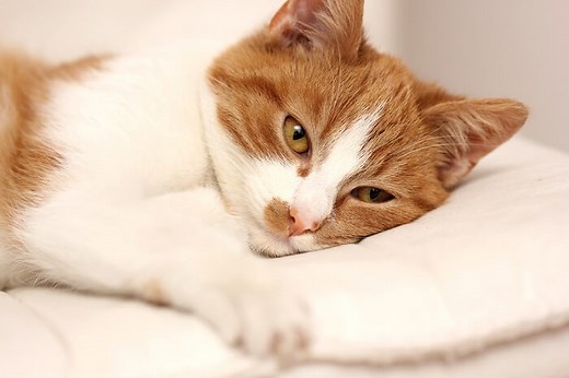 What To Know When Adopting an Felv-Positive Cat - Cats.com