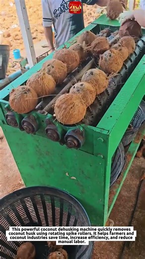 Amazing Coconut Dehusking Machine Process | Fast Coconut Fiber Removing Technology